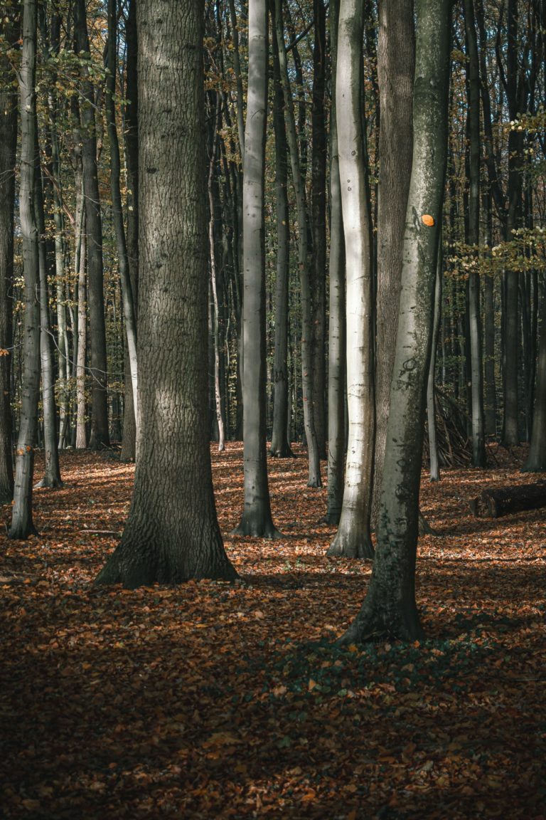 Trees of Shade